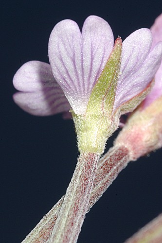 Epilobium anagallidifolium Lam.