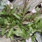 Epilobium atlanticum Litard. & Maire