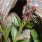 Epilobium atlanticum Litard. & Maire