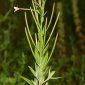 Epilobium parviflorum Schreber