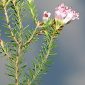 Erica australis L.