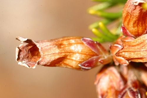 Erica australis L.