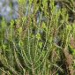 Erica scoparia L.
