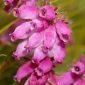 Erica tetralix L.
