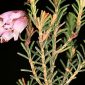 Erica umbellata L.
