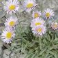 Erigeron frigidus Boiss.