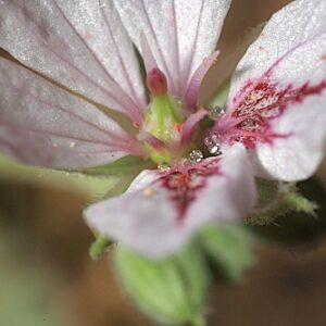 Erodium astragaloides Boiss. & Reut.