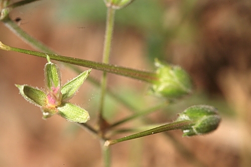 Erodium astragaloides Boiss. & Reut.