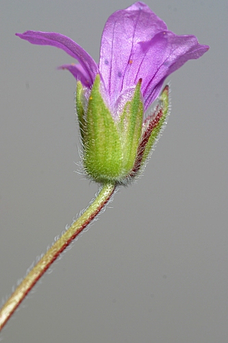 Erodium botrys (Cav.) Bertol.