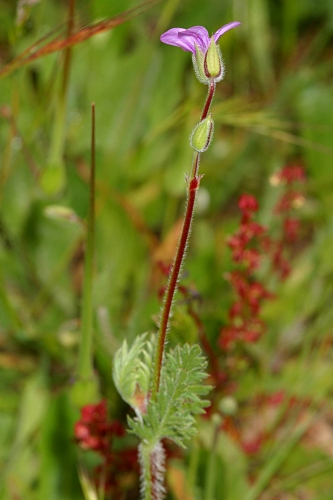 Erodium botrys (Cav.) Bertol.
