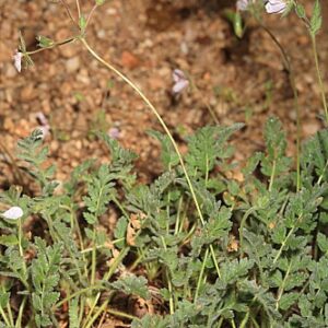 Erodium cazorlanum Heywood