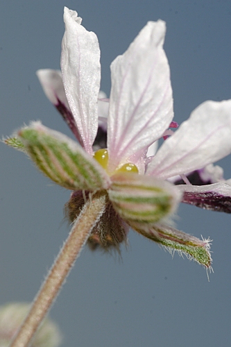 Erodium cheilanthifolium Boiss.