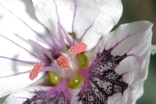 Erodium cheilanthifolium Boiss.