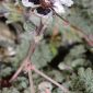 Erodium cheilanthifolium Boiss.
