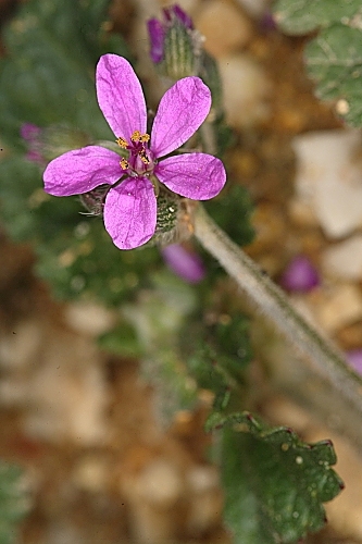 Erodium chium (L.) Willd.