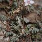 Erodium rupestre (Pourr. ex Cav.) Marcet