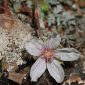 Erodium rupestre (Pourr. ex Cav.) Marcet