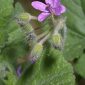 Erodium malacoides (L.) L´Her.