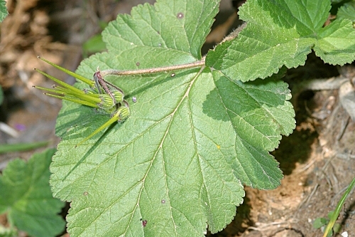 Erodium malacoides (L.) L´Her.