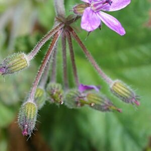Erodium malacoides (L.) L´Her.
