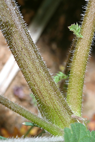 Erodium malacoides (L.) L´Her.
