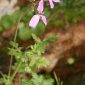 Erodium primulaceum Welw. ex Lange