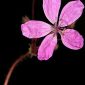 Erodium primulaceum Welw. ex Lange