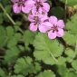 Erodium recoderi Auriault & Guitt.