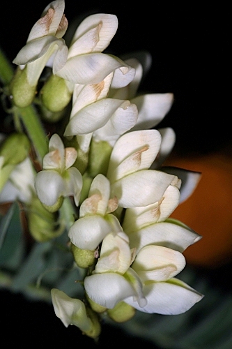 Erophaca baetica (L. ) Boiss.