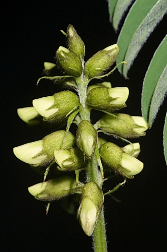 Erophaca baetica (L. ) Boiss.
