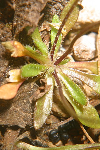 Erophila verna (L.) Chevall.