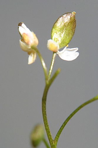 Erophila verna (L.) Chevall.
