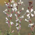 Eruca vesicaria (L.) Cav.