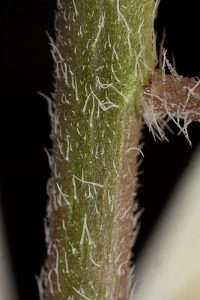 Eruca vesicaria (L.) Cav.