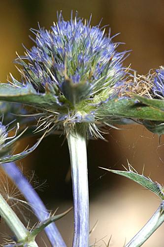 Eryngium aquifolium Cav.