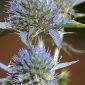 Eryngium aquifolium Cav.