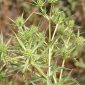 Eryngium campestre L.