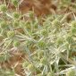 Eryngium campestre L.