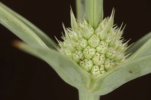 Eryngium corniculatum Lam.