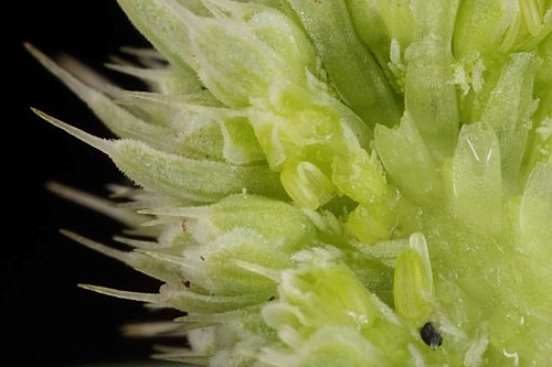 Eryngium corniculatum Lam.