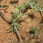 Eryngium galioides Lam