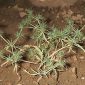 Eryngium galioides Lam