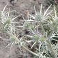 Eryngium glaciale Boiss.