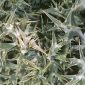 Eryngium glaciale Boiss.