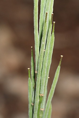 Erysimum baeticum (Heywood) Polatschek