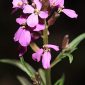 Erysimum baeticum (Heywood) Polatschek