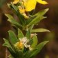 Erysimum cheiri (L.) Crantz