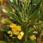 Erysimum cheiri (L.) Crantz
