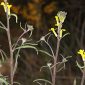 Erysimum mediohispanicum Polatschek