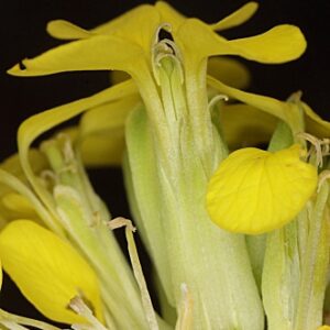 Erysimum myriophyllum Lange